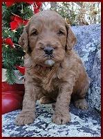 Dancer Ripley puppies 4 weeks old 083