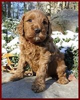 Dancer Ripley puppies 5 weeks old 007