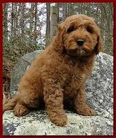 Dancer Ripley puppies 8 weeks old red and blue 003