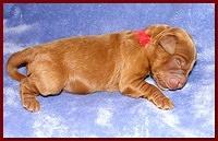 Dancer Ripley pups 4 days old 008