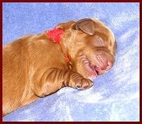 Dancer Ripley pups 4 days old 009