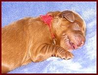 Dancer Ripley pups 4 days old 010