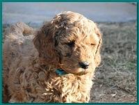 Dancer Bailey puppies 6 weeks old playtime 009