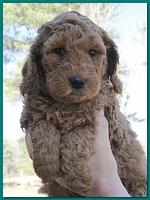 Dancer Bailey puppies 6 weeks old playtime 014