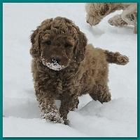 Dancer Bailey puppies 7 weeks snow 010