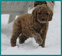 Dancer Bailey puppies 7 weeks snow 012