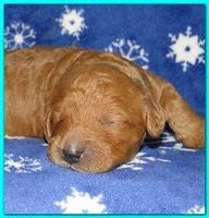 Dancer Ripley puppies 1 week old 039