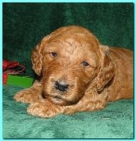 Dancer Ripley puppies 3 weeks old 115