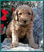 Dancer Ripley puppies 4 weeks old 071