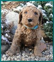 Dancer Ripley puppies 5 weeks old 035