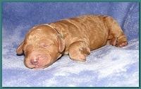 Dancer Ripley pups 4 days old 036