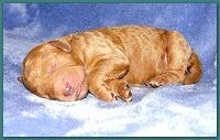 Dancer Ripley pups 4 days old 037