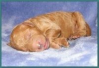 Dancer Ripley pups 4 days old 038