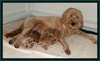 DT pups 2 days old mom 1