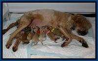DT pups newborn 2