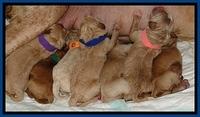 DT pups newborn 3