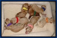 DT pups newborn 4