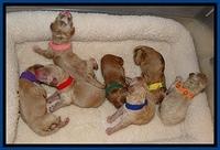 DT pups newborn 6