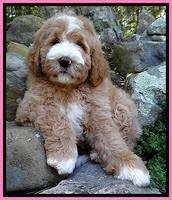 Individual puppy albumn