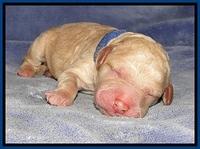 DT pups 1 day old 3