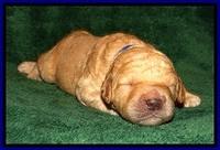 DT pups 1 wk old 1