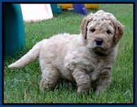DT pups 4.5 wks old 16