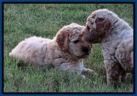 DT pups 6 wks old 4