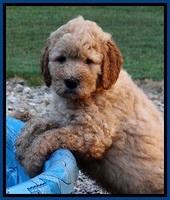 DT pups 7 wks old 2