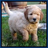 DT pups 7 wks old 3