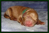 DT pups 1 day old 10