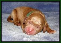 DT pups 1 day old 11