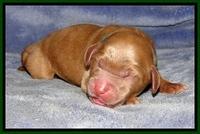DT pups 1 day old 12