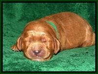 DT pups 1 wk old 10