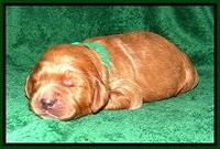 DT pups 1 wk old 11
