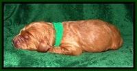 DT pups 1 wk old 12