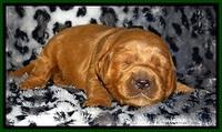 DT pups 2 wks old 12