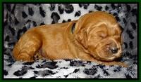 DT pups 2 wks old 13
