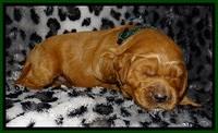 DT pups 2 wks old 14