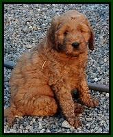 DT pups 7 wks old 53