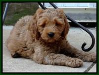 DT pups 8.5 wks old 4