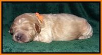 DT pups 1 wk old 13