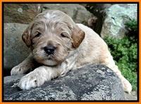 DT pups 3 wks old 19