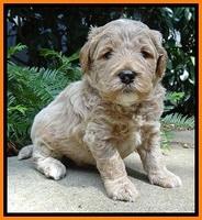 DT pups 4 wks old 15