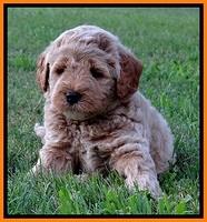 DT pups 6 wks old 13