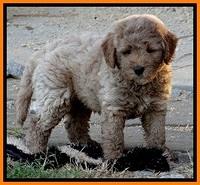 DT pups 7 wks old 15