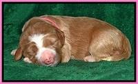 DT pups 1 wk old 5