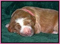 DT pups 1 wk old 6