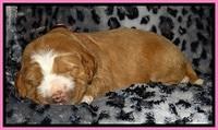 DT pups 2 wks old 6