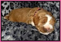 DT pups 2 wks old 7