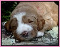 DT pups 3 wks old 5
